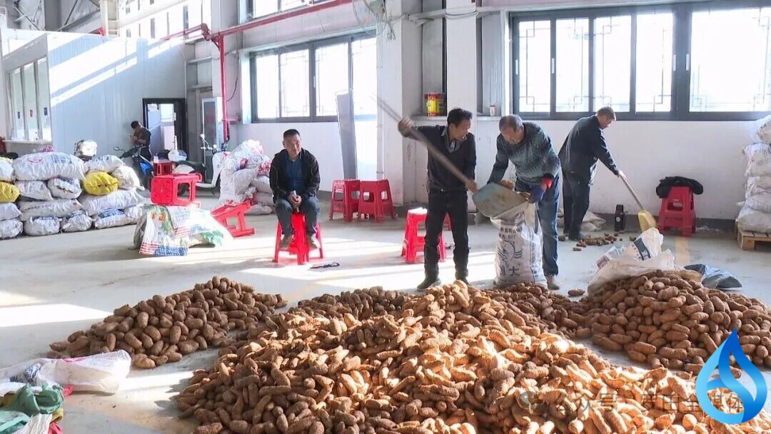 罗田天麻年产值过亿