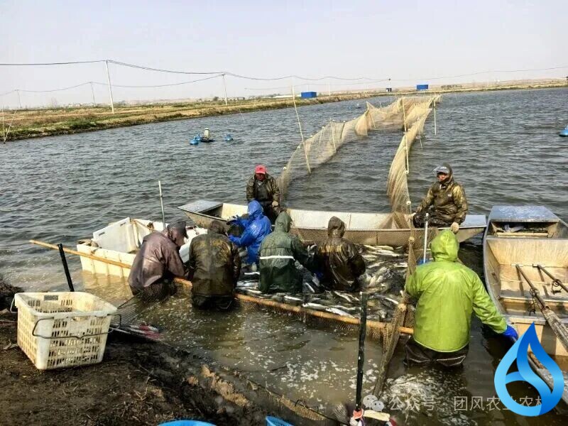 团风一渔业获高产