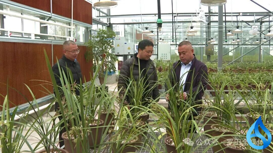 罗田持续发展兰花经济