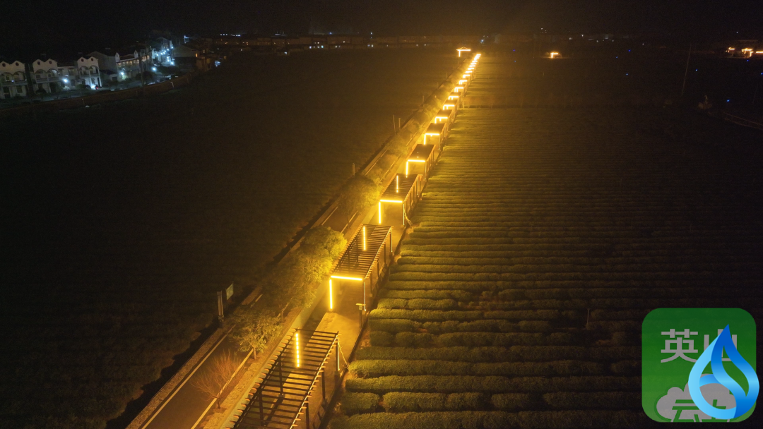 英山一茶园“亮”起来了