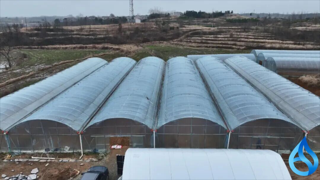 红安城关苕种超20000亩