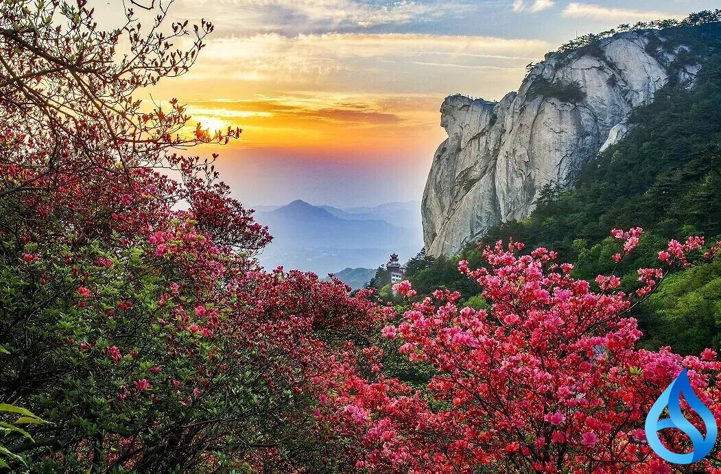 黄冈赏花攻略来了