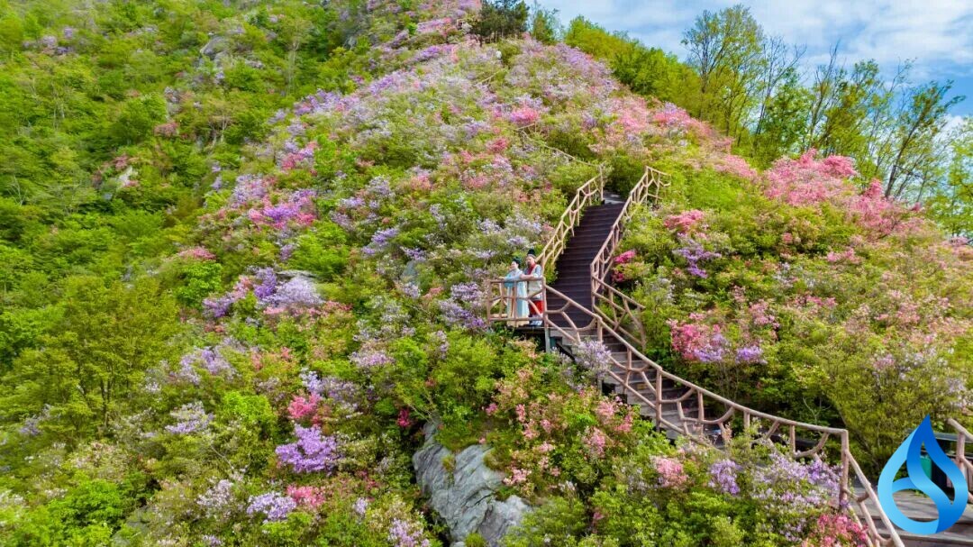 黄冈赏花攻略来了