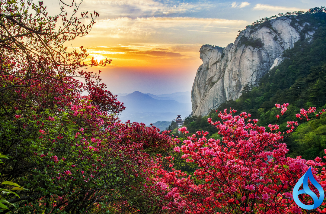麻城龟峰鹃红漫青山