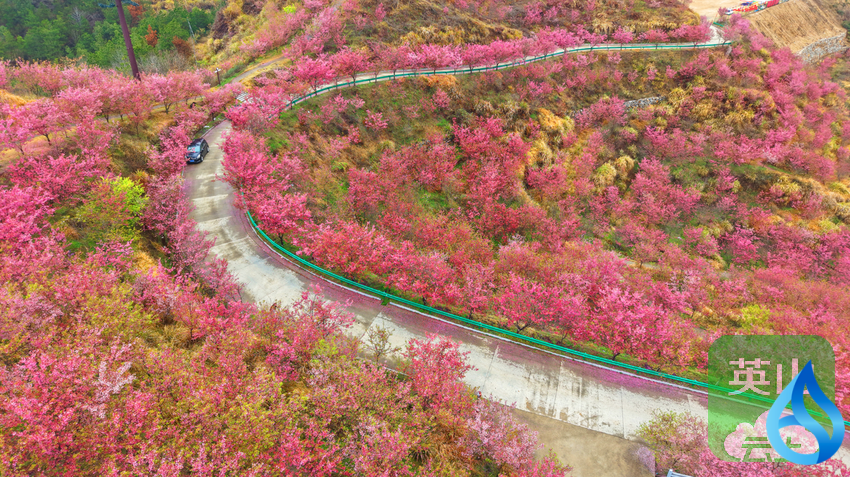 英山樱花盛放迎来观赏佳期
