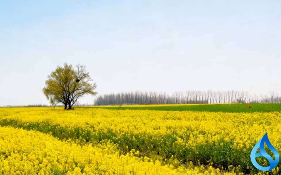 团风油菜花开满庭春色