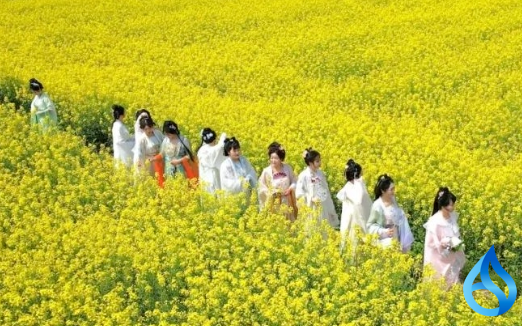 团风油菜花开了