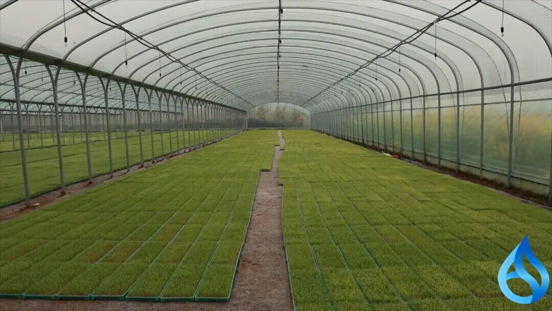 红安种粮新模式探索成功