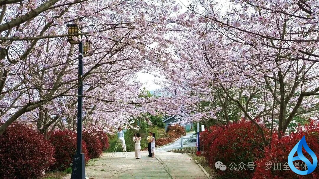 罗田：樱黄叠翠满匡河 春日田园入画来