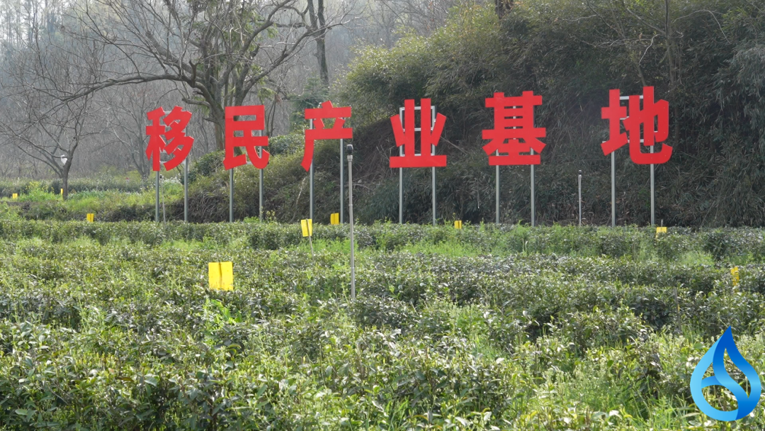 麻城龟山春茶价稳销路畅