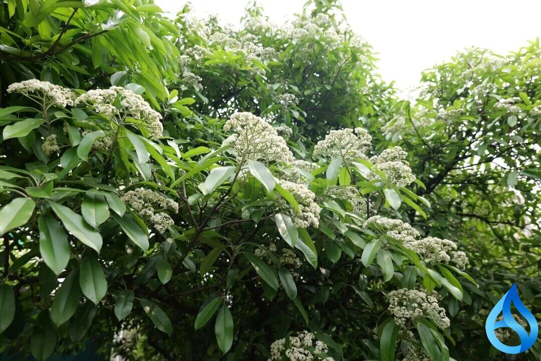 黄州城的石楠花上线