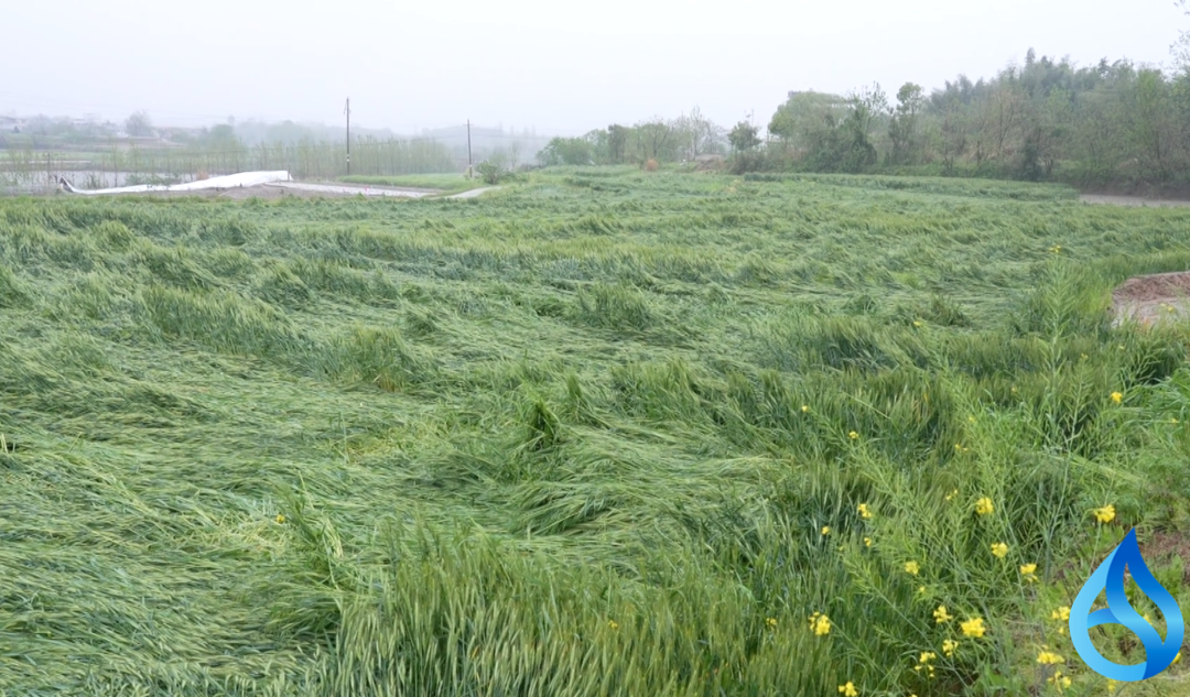 浠水全力守护夏粮安全