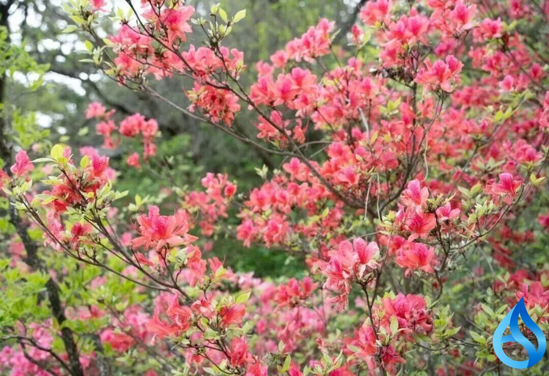 麻城龟峰山“花式宠客”