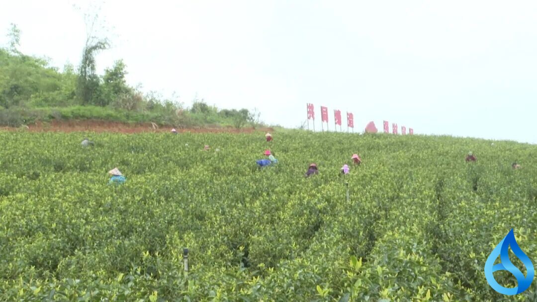武穴一村茶香漫山！