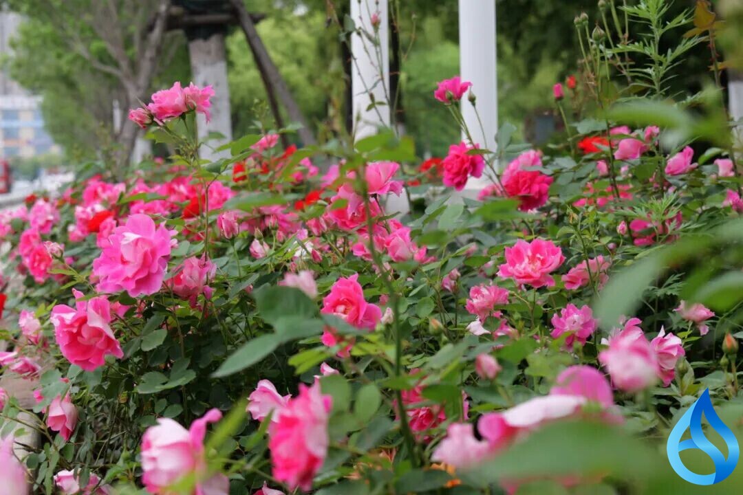 在黄冈街头偶遇一墙繁花，瞬间被治愈