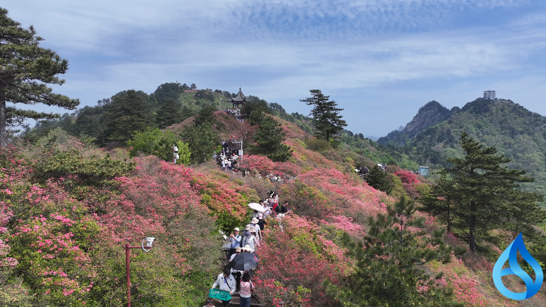 麻城：万亩杜鹃花海初开 八方游客纷至沓来