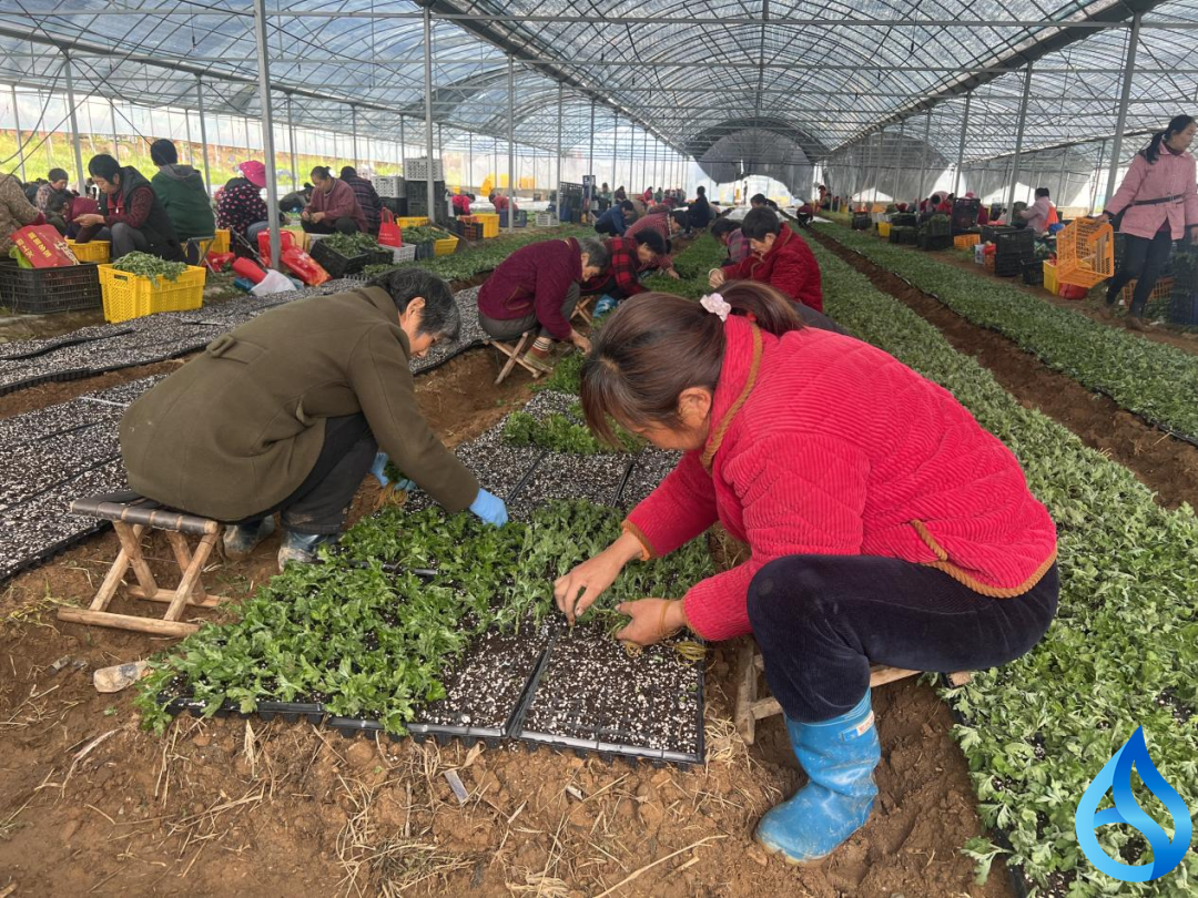 麻城福田河镇：春光正好育菊苗 良种繁育铺就振兴路