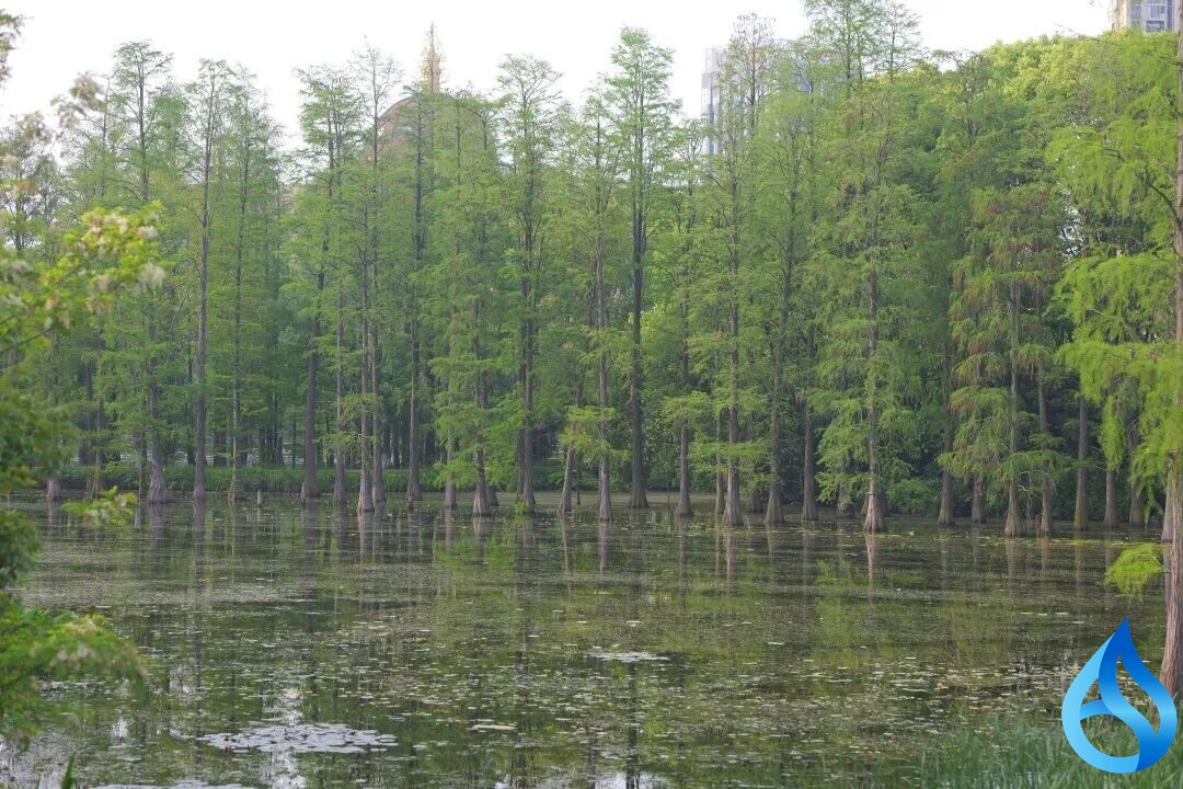 不必远行！黄冈遗爱湖，一林青绿赴春光