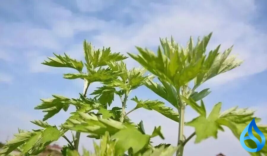 蕲春蕲艾品牌价值破150亿