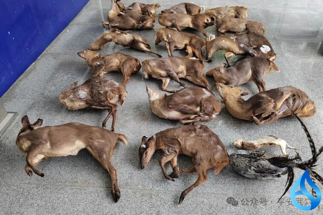 武穴男子非法狩猎被刑拘